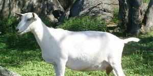 Зааненские, ангорские, бурские козы – какую породу коз выбрать для разведения?